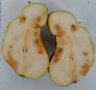 Aufgeschnittene Birnenfrucht mit bräunlichen Verkorkungen des Fruchtfleisches.