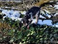 Vornübergebeugt sucht Louis, ein ALB-Spürhund, mitten im Gehölz einen efeubewachsenen Stamm ab. Es ist Winter. Unter den Pfoten des schwarz-weiß-braunen Hundes befindet sich ein schmales Schneebrett. (Quelle: LfL)