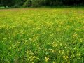 Wiese mit Jakobskreuzkraut