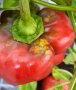 Rote Paprika mit Saugschäden.