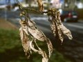 Braune vertrocknete Blätter hängen im Winter am Baum