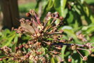 Kleine verbräunte ca. 0,5 bis 1 cm große Kirschenfrüchte an einem Fruchtbüschel