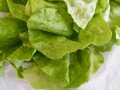 Salatpflanze 