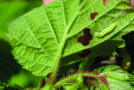 Haselnussblatt mit kleiner grüner Frostspannerraupe