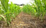 Nahaufnahme Maisfeld mit Mulchsaat