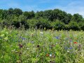 Kräftigblühende Bienenweide.