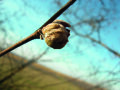 Haselnusszweig mit großer Knospe im Winter