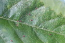 Weißdornspinnmilbe: 0,5 mm kleine rote Tiere auf einem Süßkirschenblatt