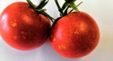 Aufhellungen an der Schale sind typische Schadbilder von Baumwanzen an Tomaten