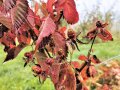 rotgefärbte Brombeerblätter und unreife Früchte
