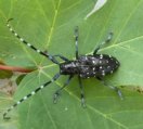 Käfer auf Blatt