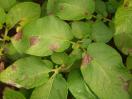Blattbefall an Kartoffel mit Phytopthora infestans