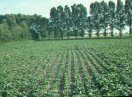 beet field