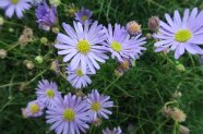 Blaues Gänseblümchen mit dunklen Saugstellen 