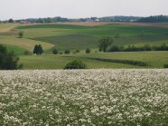 Landschaft mit Wiesen, Feldern, Sträuchern und Bäumen.