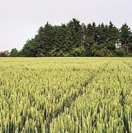 Weizenfeld vor Gehözstreifen während der Blüte.