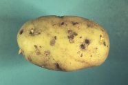 Symptome von <i>Rhizoctonia solani</i> an Kartoffelknolle
