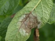 Blatt mit Fäule