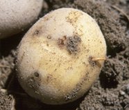 Potato tuber with Wireworms