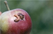 Die Larve verlässt die Frucht zur Überwinterung