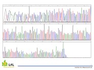 Chromatogramm einer CBCVd-Sequenzierung