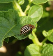 Colorado potato beetle on leaf.