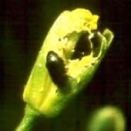 Pollen beetle bites hole into oilseed rape bud to get to alimentary pollen