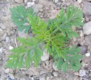 Ambrosiapflanze im 6-Blattstadium