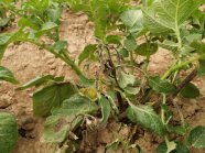 Potato plant infested with stem blight (Phytophthora)