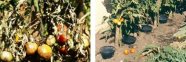 Kraut- und Braunfäule an Blättern und Früchten. Rechts Reihe von Gießtöpfen für Tomaten