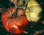 Zweig mit roter und grüner Tomate, die Rote ist geplatzt