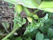 Luftknollen an mit den Erregern infizierten Kartoffelpflanze