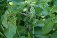 Phytophthorastängelbefall an Kartoffeln