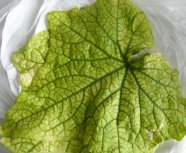 Grünes Blatt mit schwarzen Linien