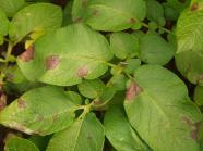 late blight on potato leaf