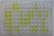 ELISA-Platte mit gelb gefärbten Vertiefungen