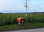 Mann sägt einen dünnen Baum vor einem Sonnenblumenfeld um