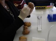 Herausschneiden der Nabelenden bei einer Kartoffelprobe per Hand für den anschließend folgenden PCR-Test. 