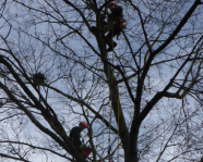 Zwei Kletterer im Baum