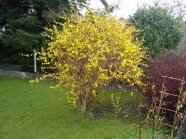 Blühende Forsythie