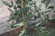 Tomatenplanze mit löffelartig aufgerollten Blättern