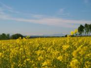 Rapsfeld in Oberhummel