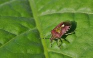 Eine adulte Beerenwanze. Der Rücken der Wanze ist am Rand purpurbraun und in der Mitte gelblich gefärbt.