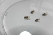 Schilfglasflügelzikaden zur Untersuchung im Labor.