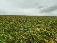 Flächendeckender Befall mit Vergilbungsviren in einem Zuckerrübenbestand