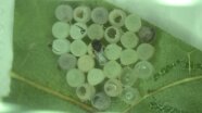 Trissolcus-Schlupfwespe auf einem Eigelege der Marmorierten Baumwanze (z.T. geschlüpft)