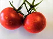 Saugschäden an Tomate