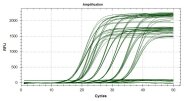 Fluoreszenzkurven der Realtime PCR