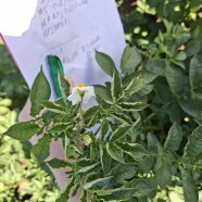 Blattrollen und Chlorosen