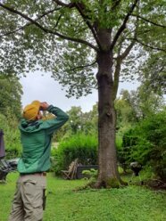 Monitoring eines Baums vom Boden aus mit Fernglas auf Käferbefall (AELF Traunstein)